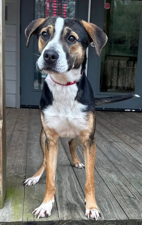 ROMEO - Hound available for adoption