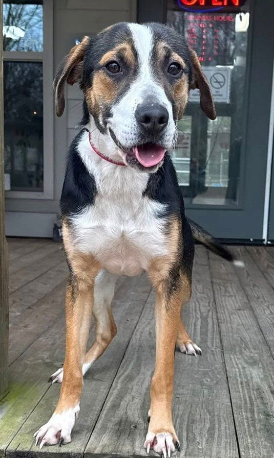 ROMEO - Hound available for adoption