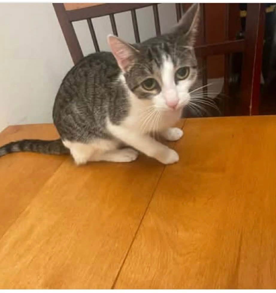 EMILY - Domestic Short Hair available for adoption