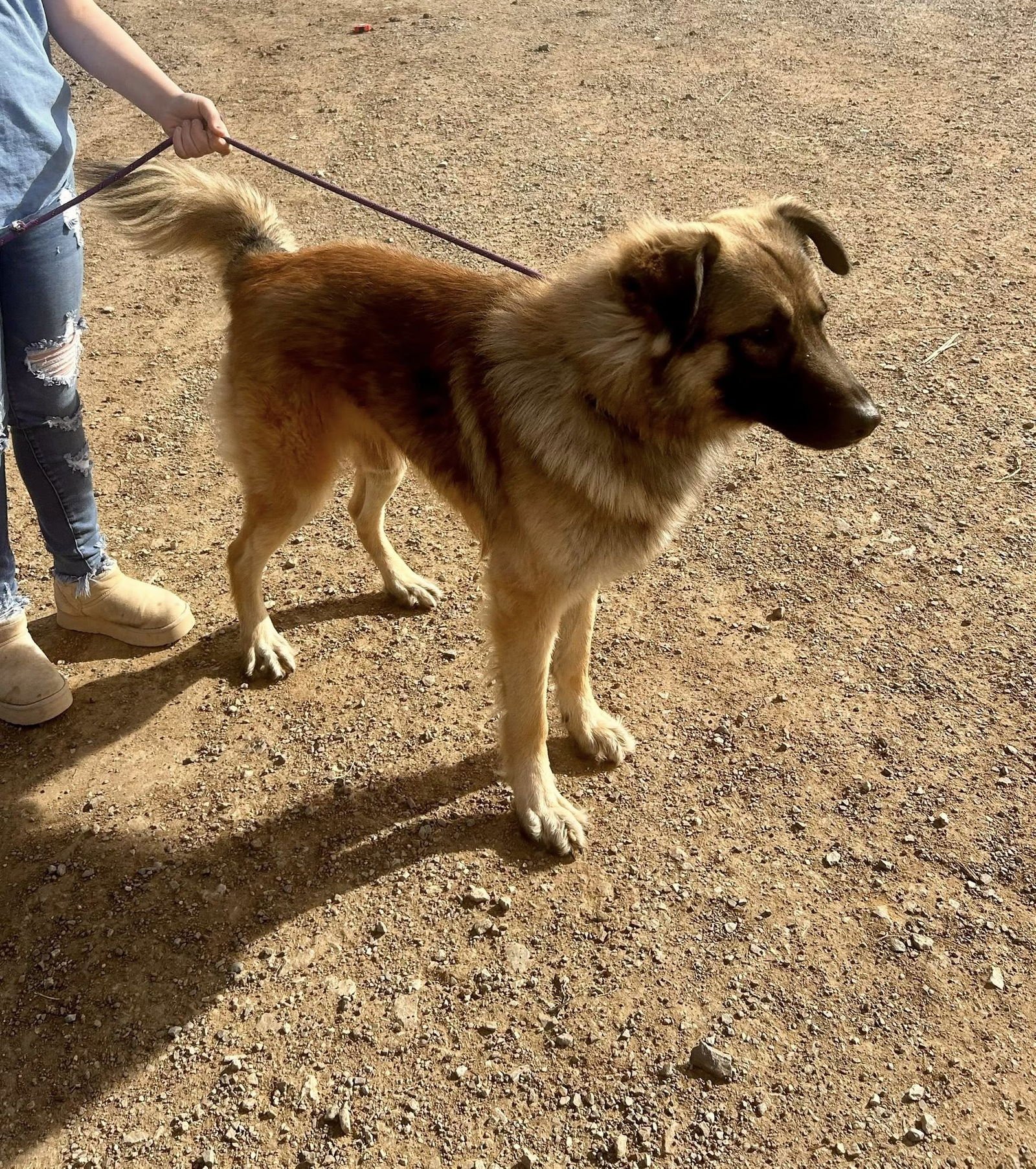 LUCAS - Shepherd available for adoption