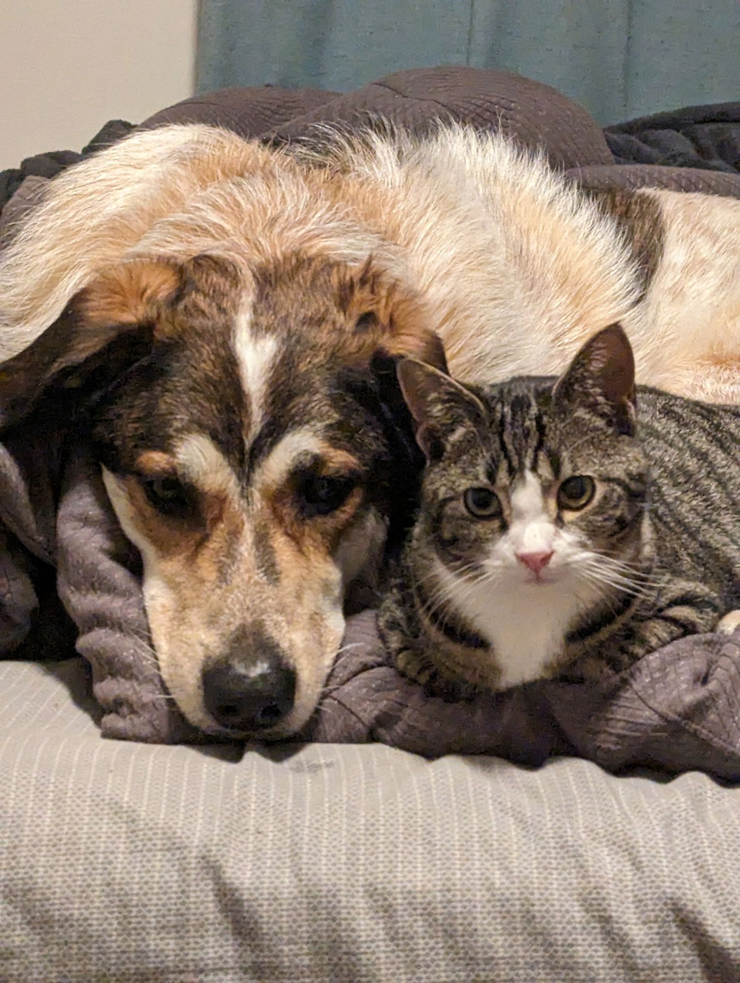 KODA - Great Pyrenees / Border Collie available for adoption