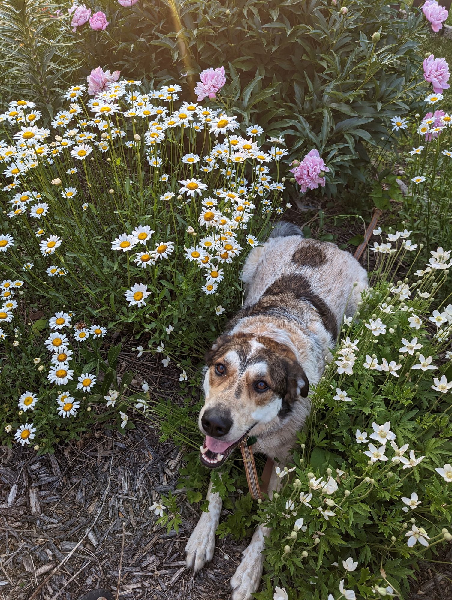KODA - Great Pyrenees / Border Collie available for adoption