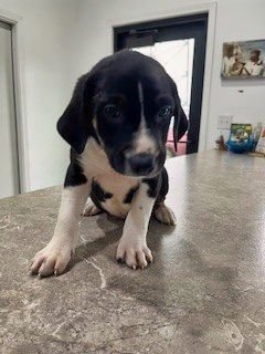 FINCH - Beagle available for adoption