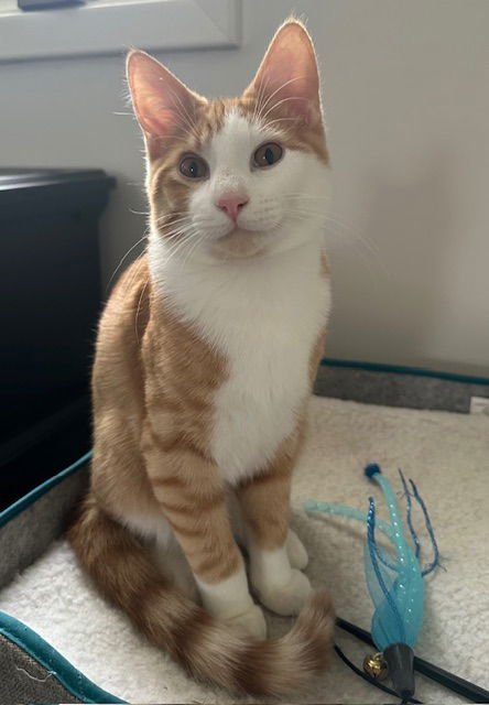 MARCO - Domestic Short Hair available for adoption