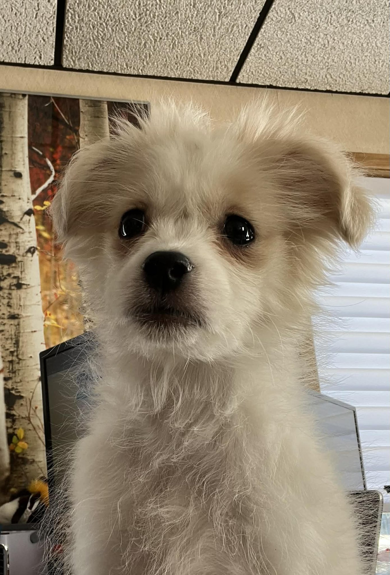 GOBO - Chihuahua / Shih Tzu available for adoption