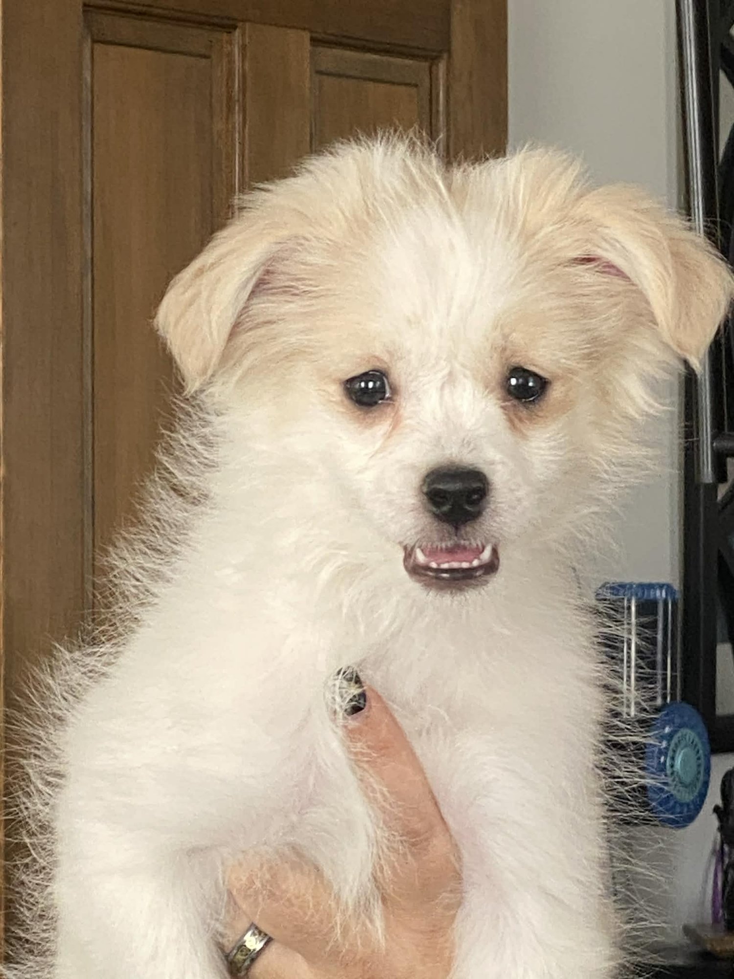 GOBO - Chihuahua / Shih Tzu available for adoption