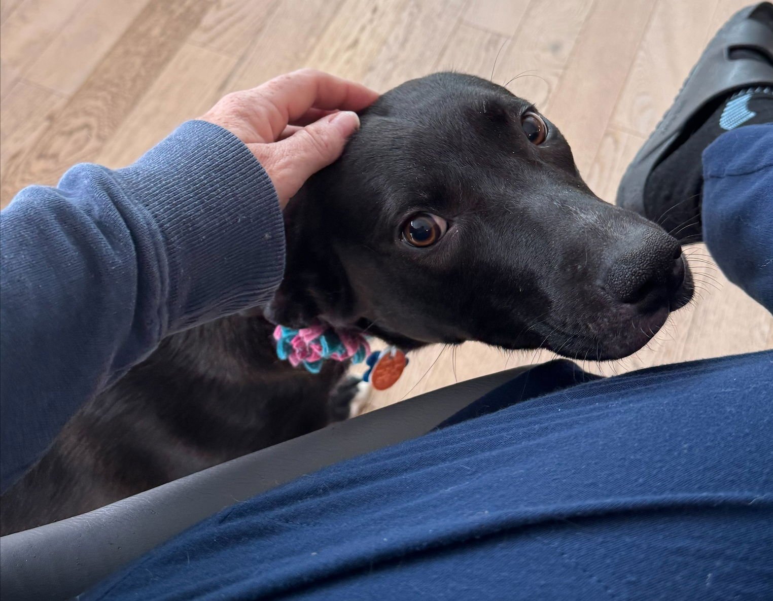 LUNA MAY - Shepherd available for adoption