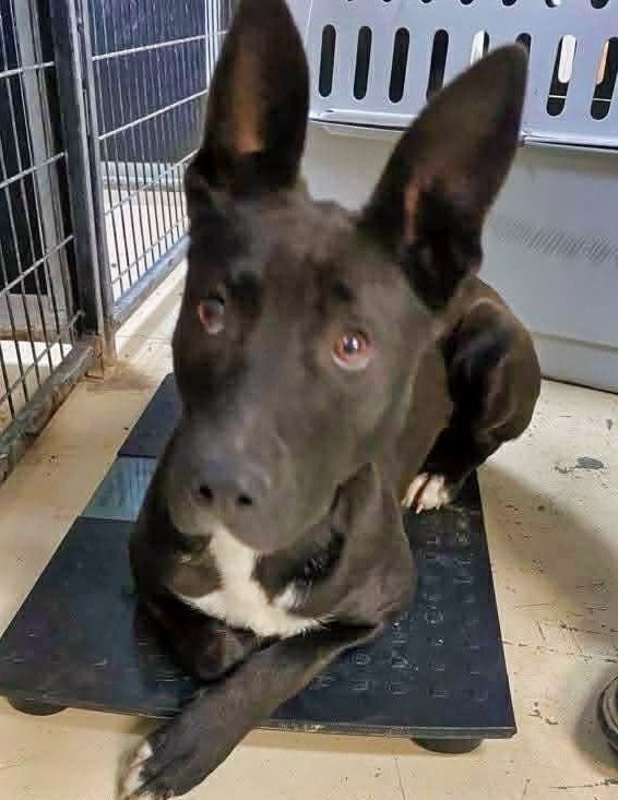 LUNA MAY - Shepherd available for adoption