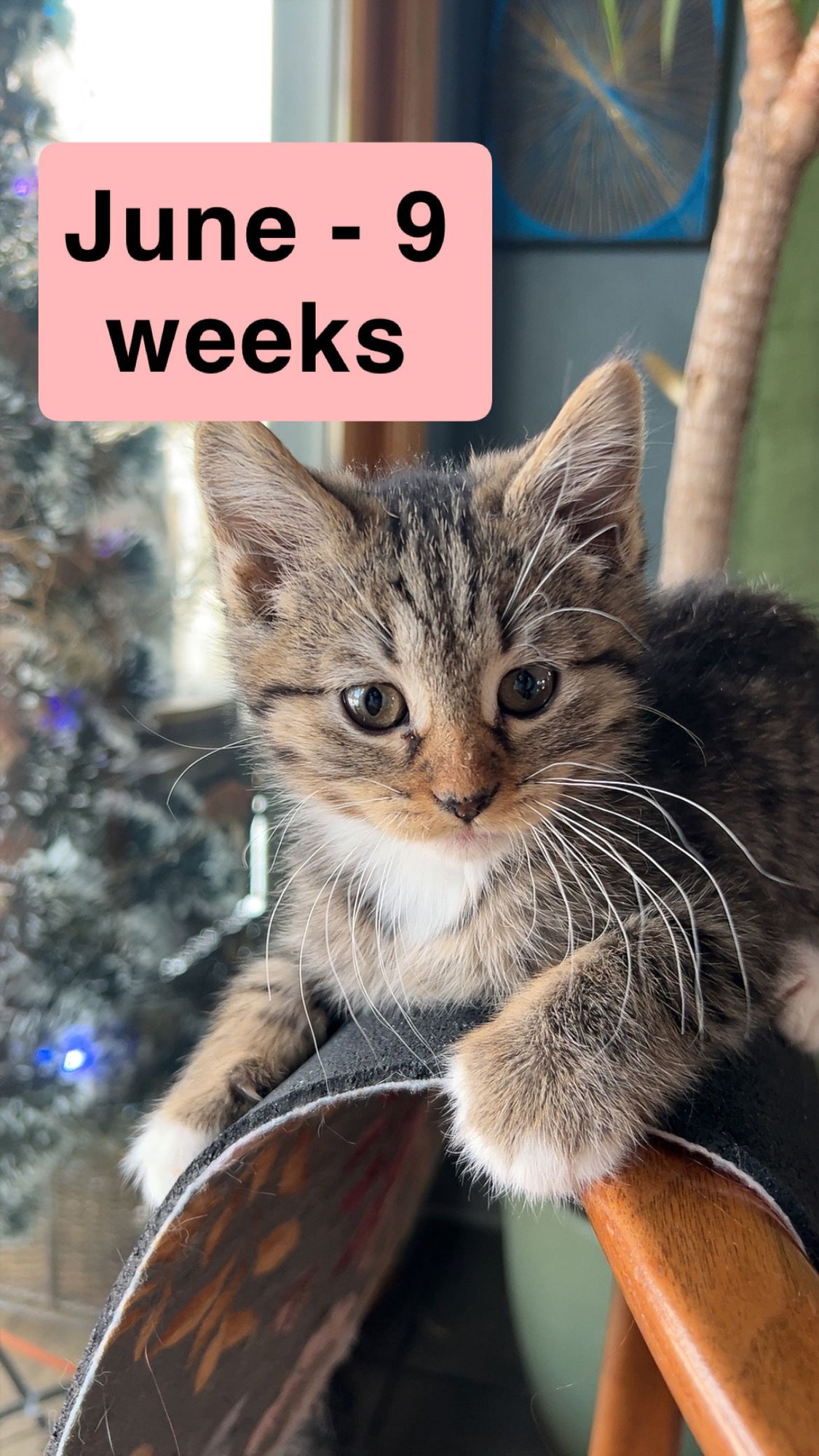 JUNE - Domestic Short Hair available for adoption