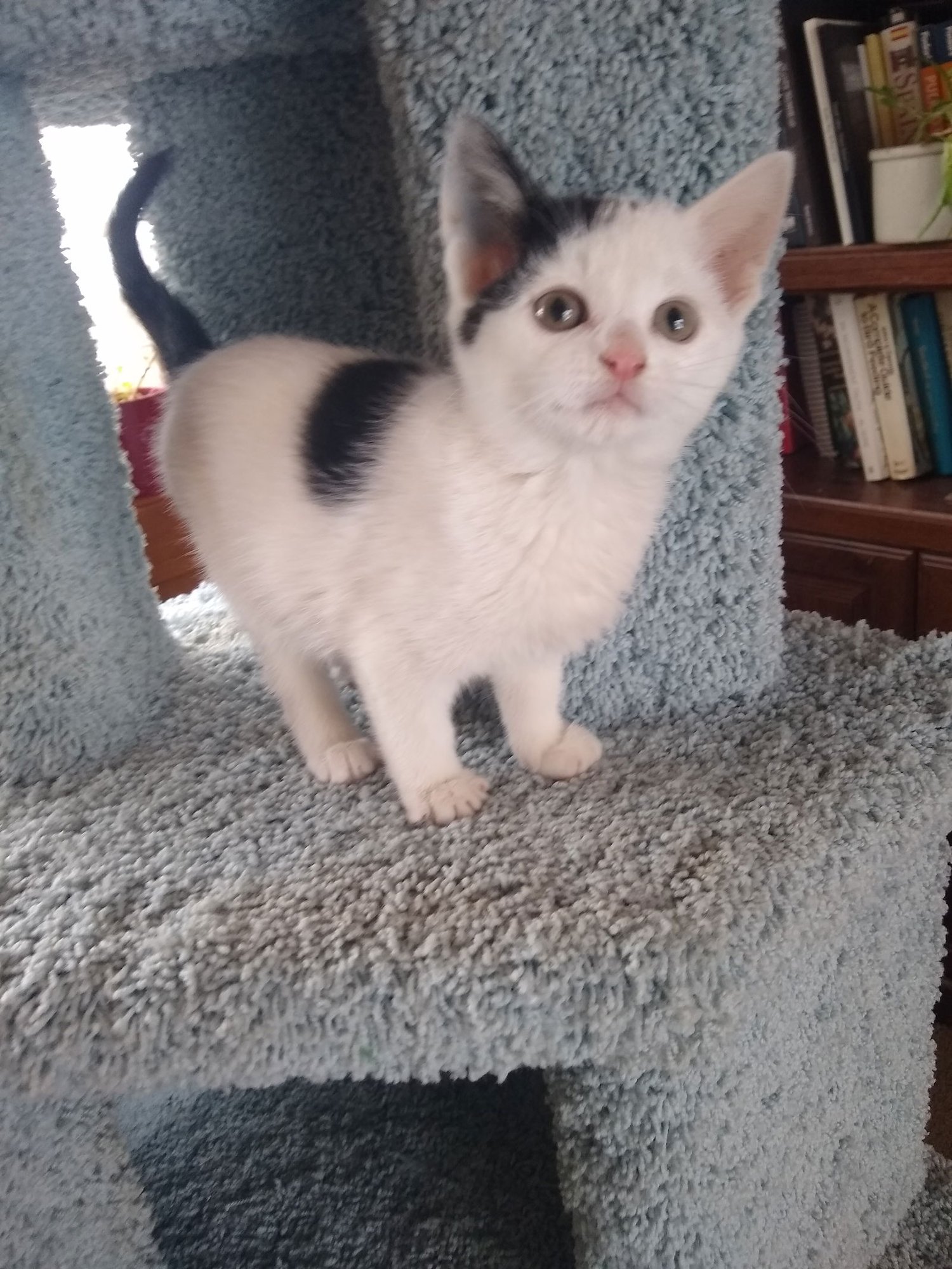 MARGARITA - Domestic Short Hair available for adoption