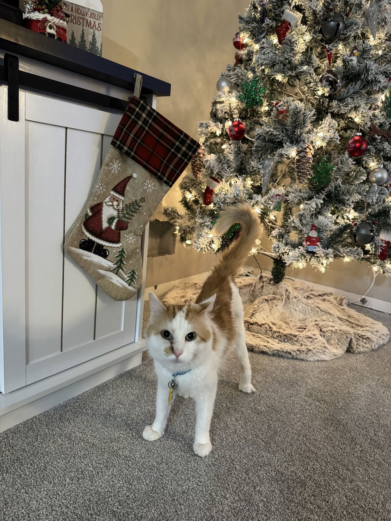 MR. GINGER - Domestic Short Hair available for adoption