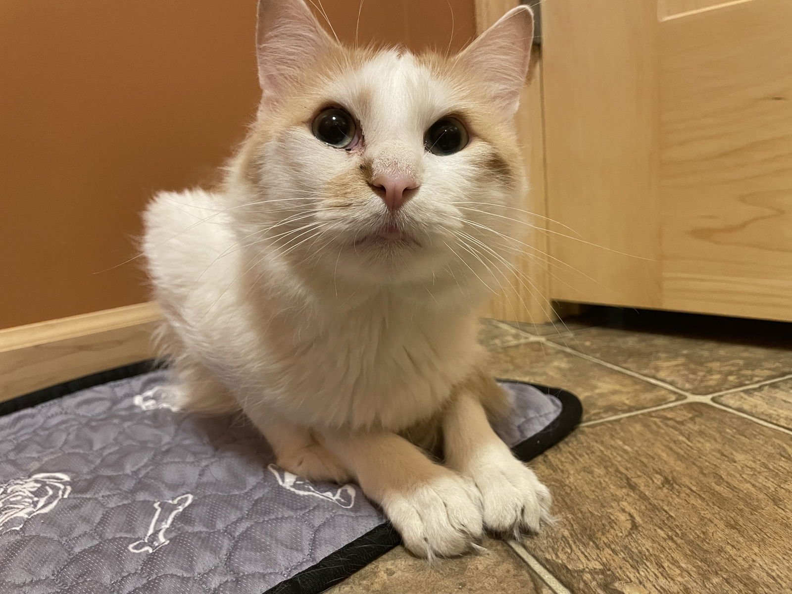 MR. GINGER - Domestic Short Hair available for adoption