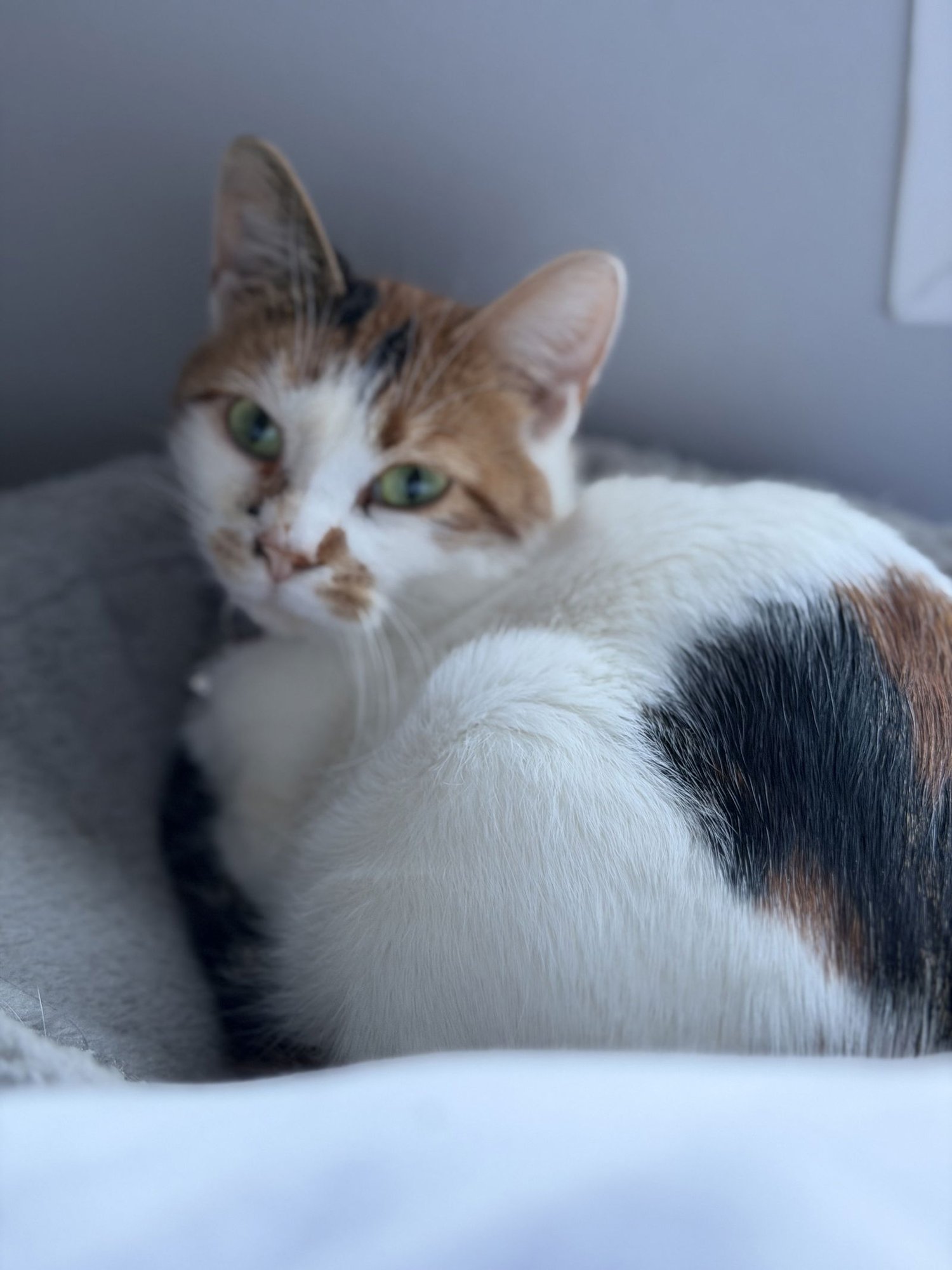 LAVA - Domestic Short Hair available for adoption