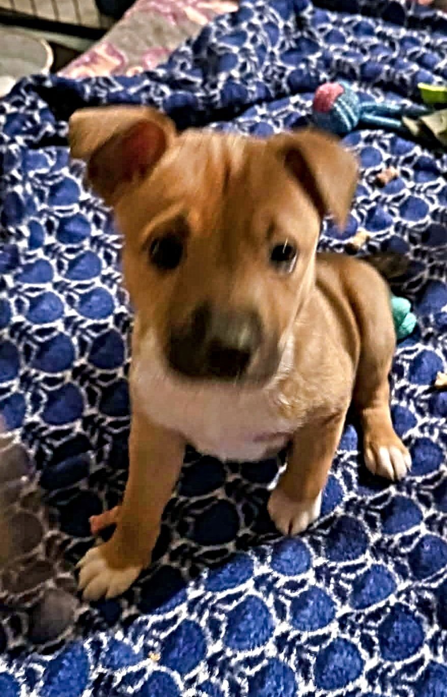 TULIP - Shepherd / American Staffordshire Terrier available for adoption