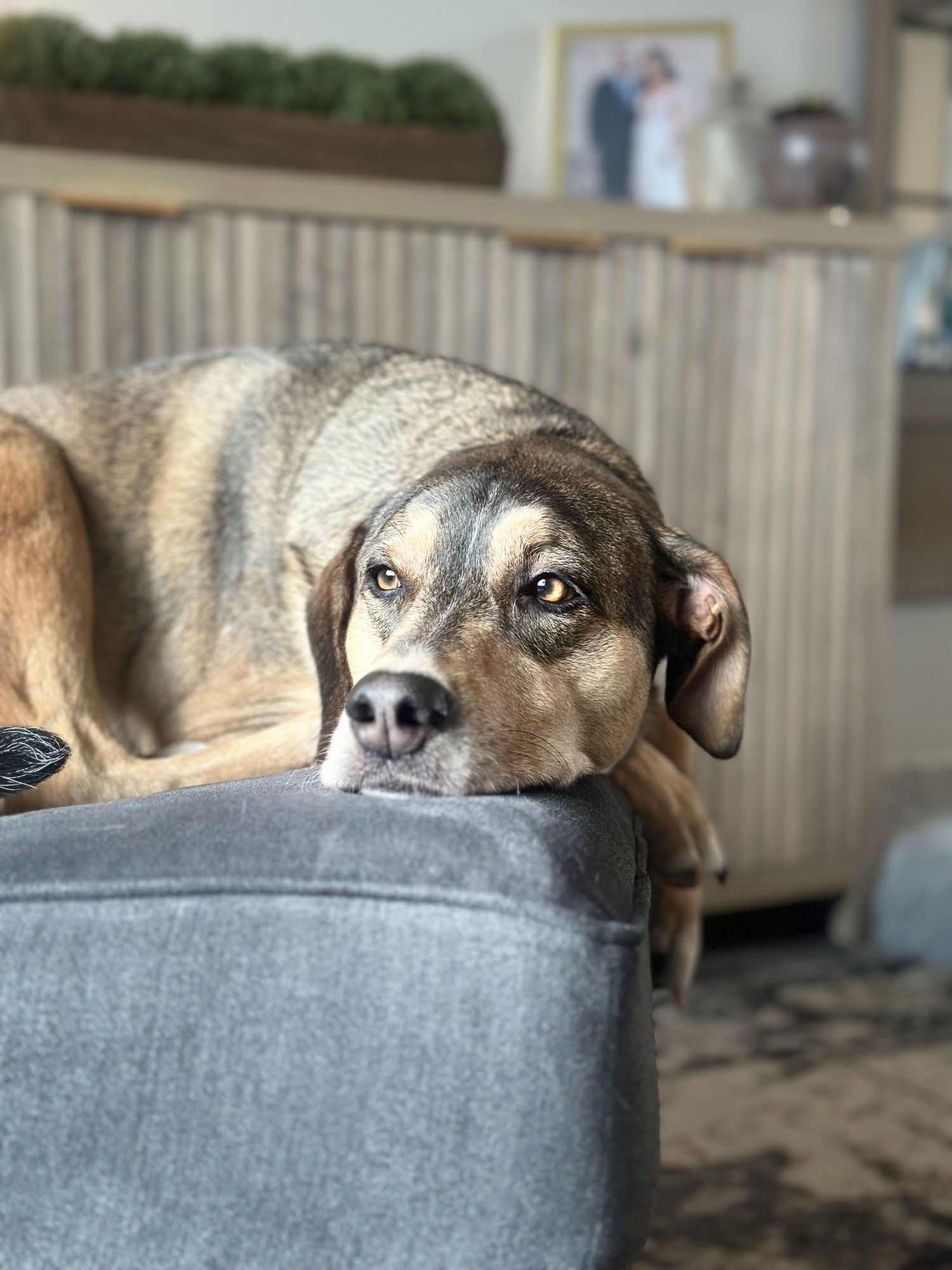 RUGER - Retriever / Shepherd available for adoption