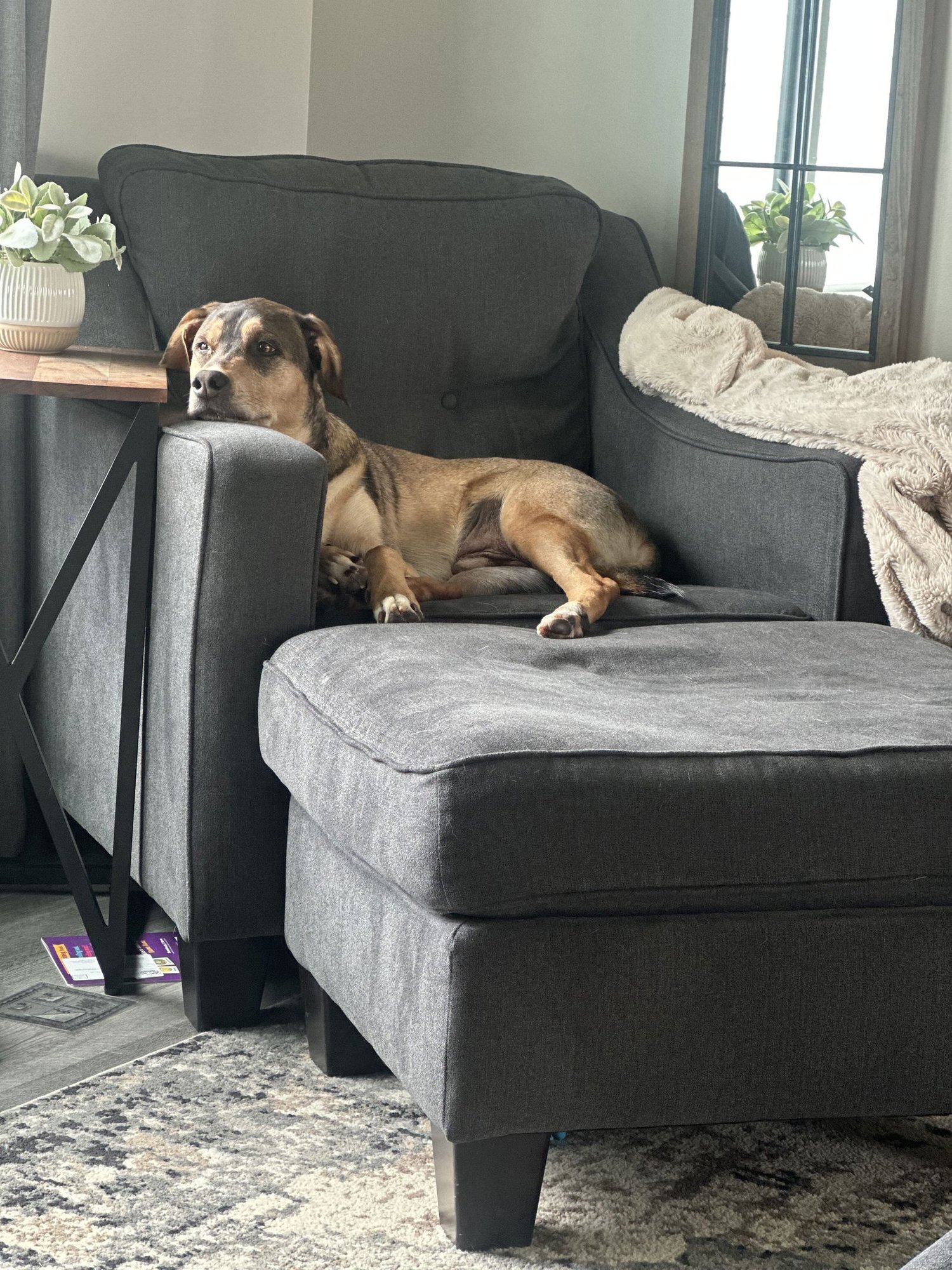 RUGER - Retriever / Shepherd available for adoption