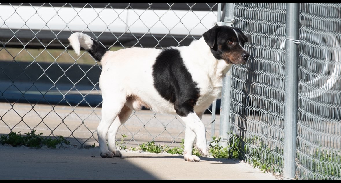 CONNOLLY - Beagle available for adoption