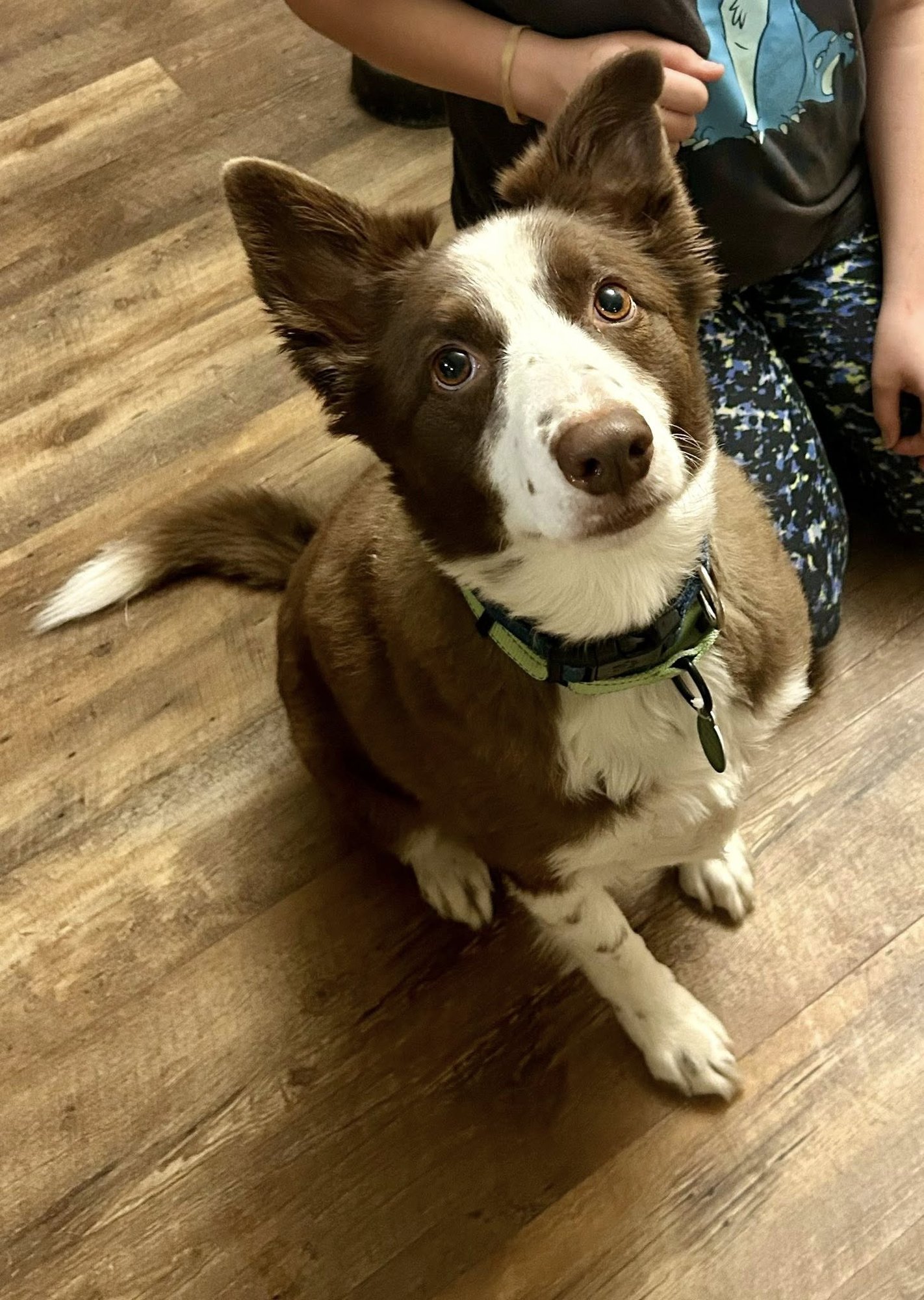 BRYAN - Border Collie available for adoption