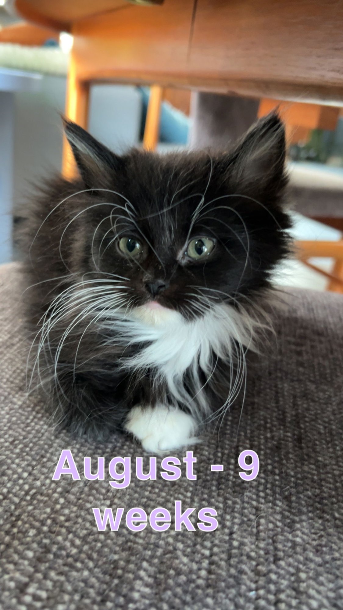 AUGUST - Domestic Short Hair available for adoption
