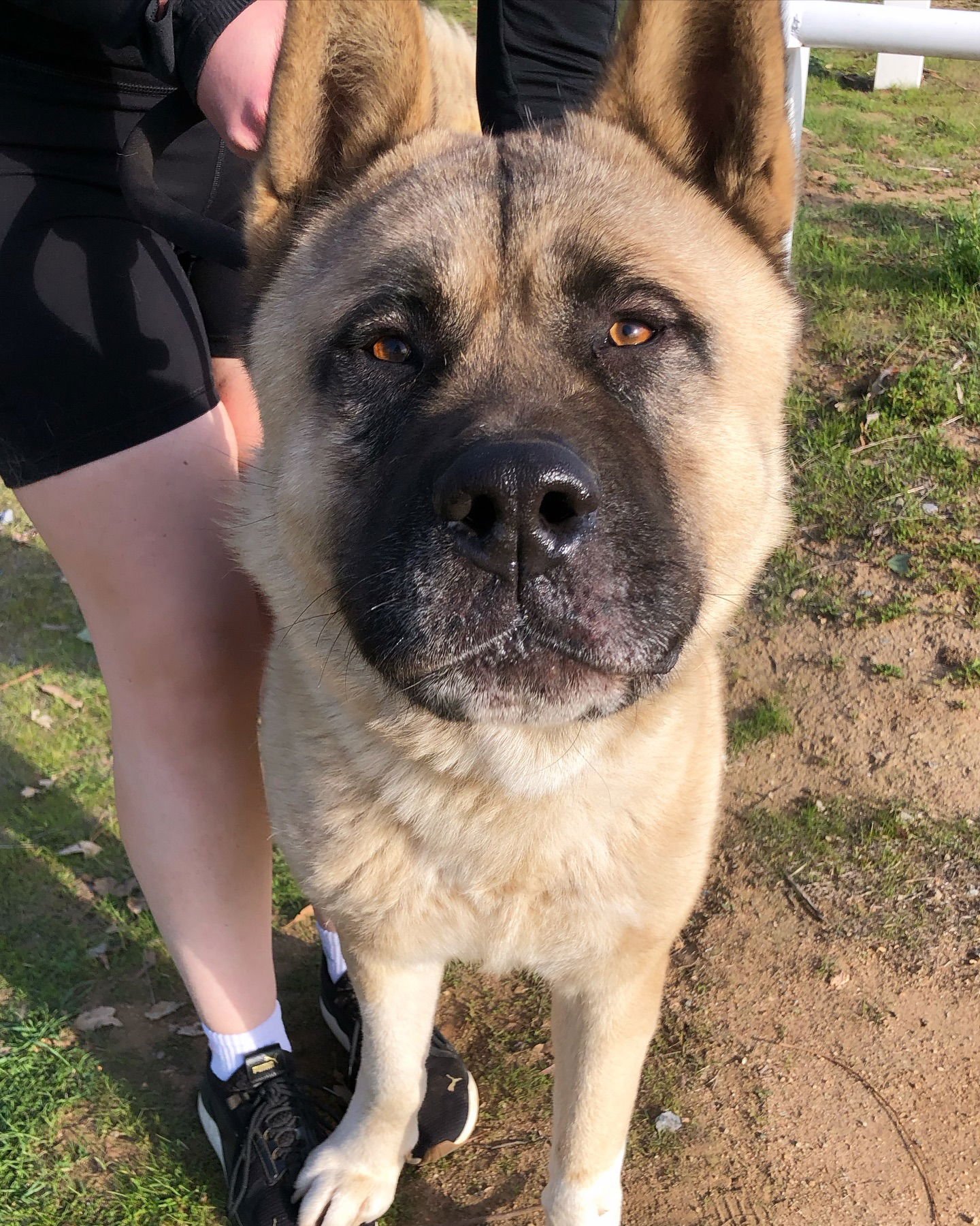 SULLY - Akita available for adoption