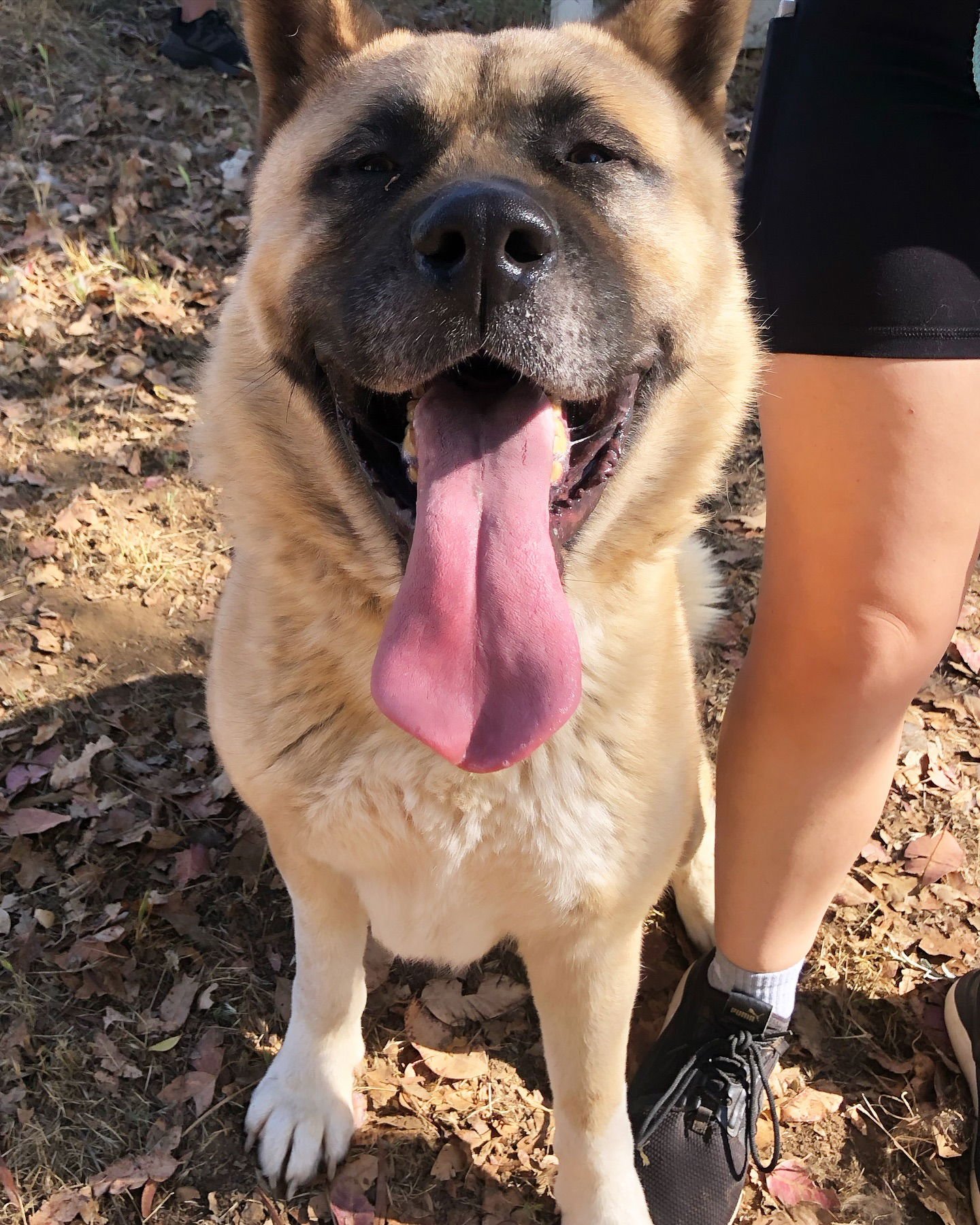 SULLY - Akita available for adoption