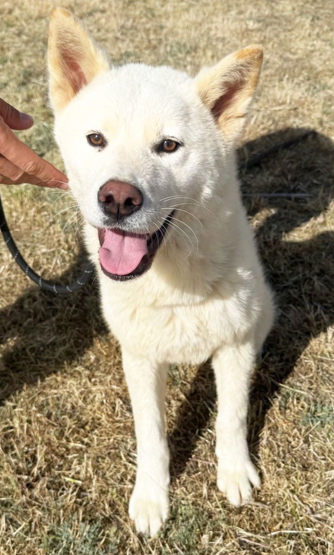 BUBBLES - Akita available for adoption