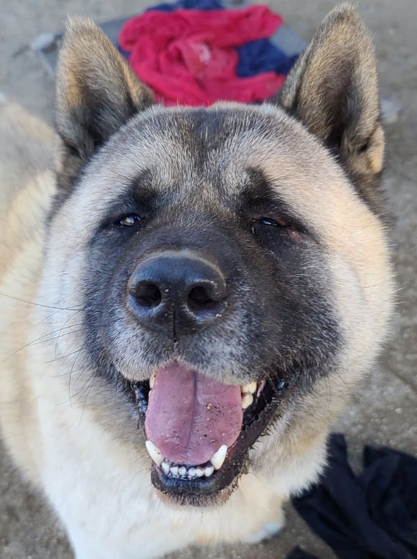 SATOU - Akita available for adoption