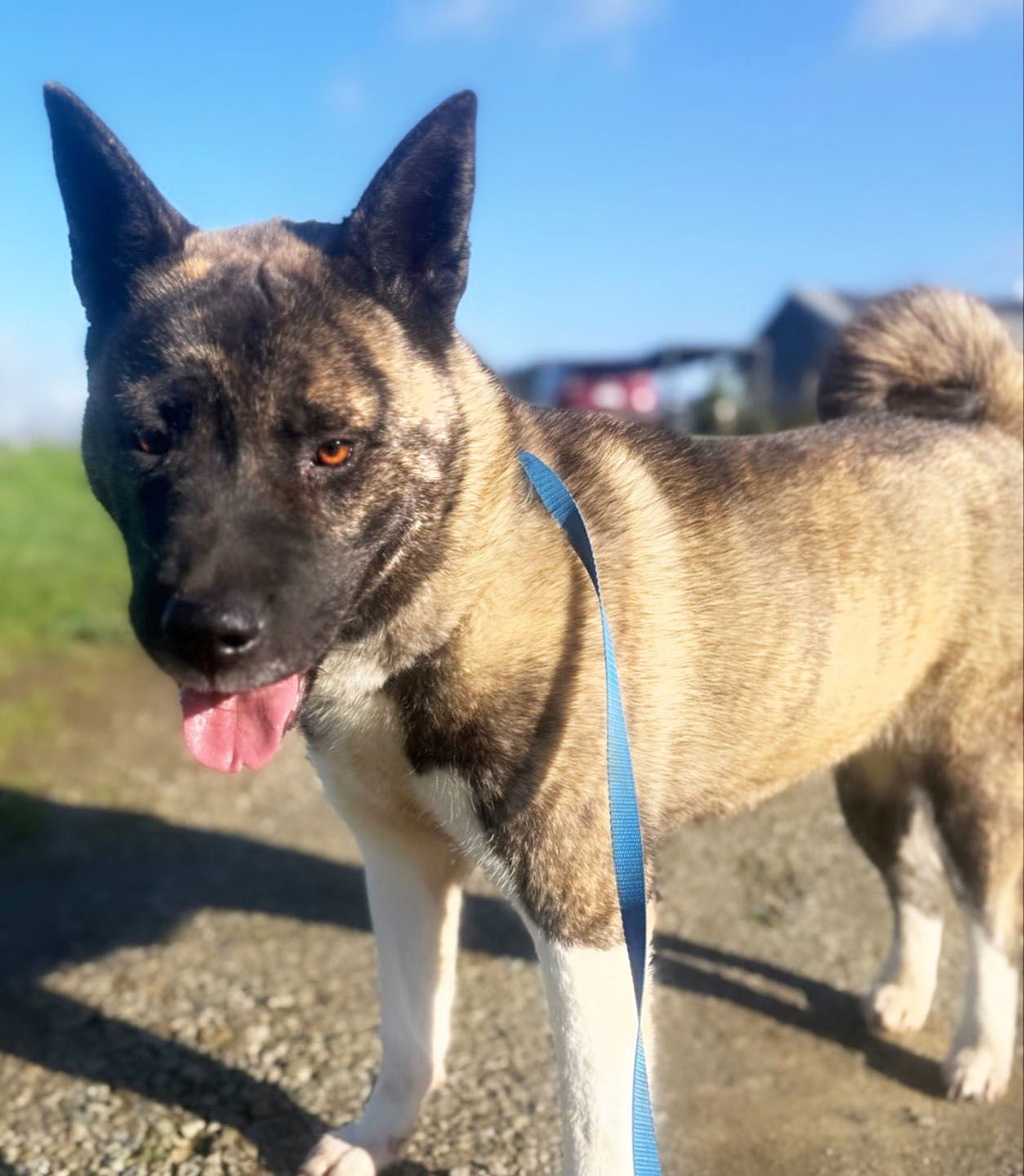 STEVIE - Akita available for adoption