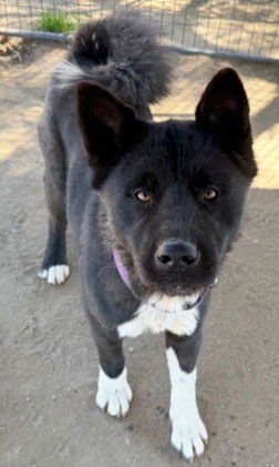 EVE - Akita available for adoption