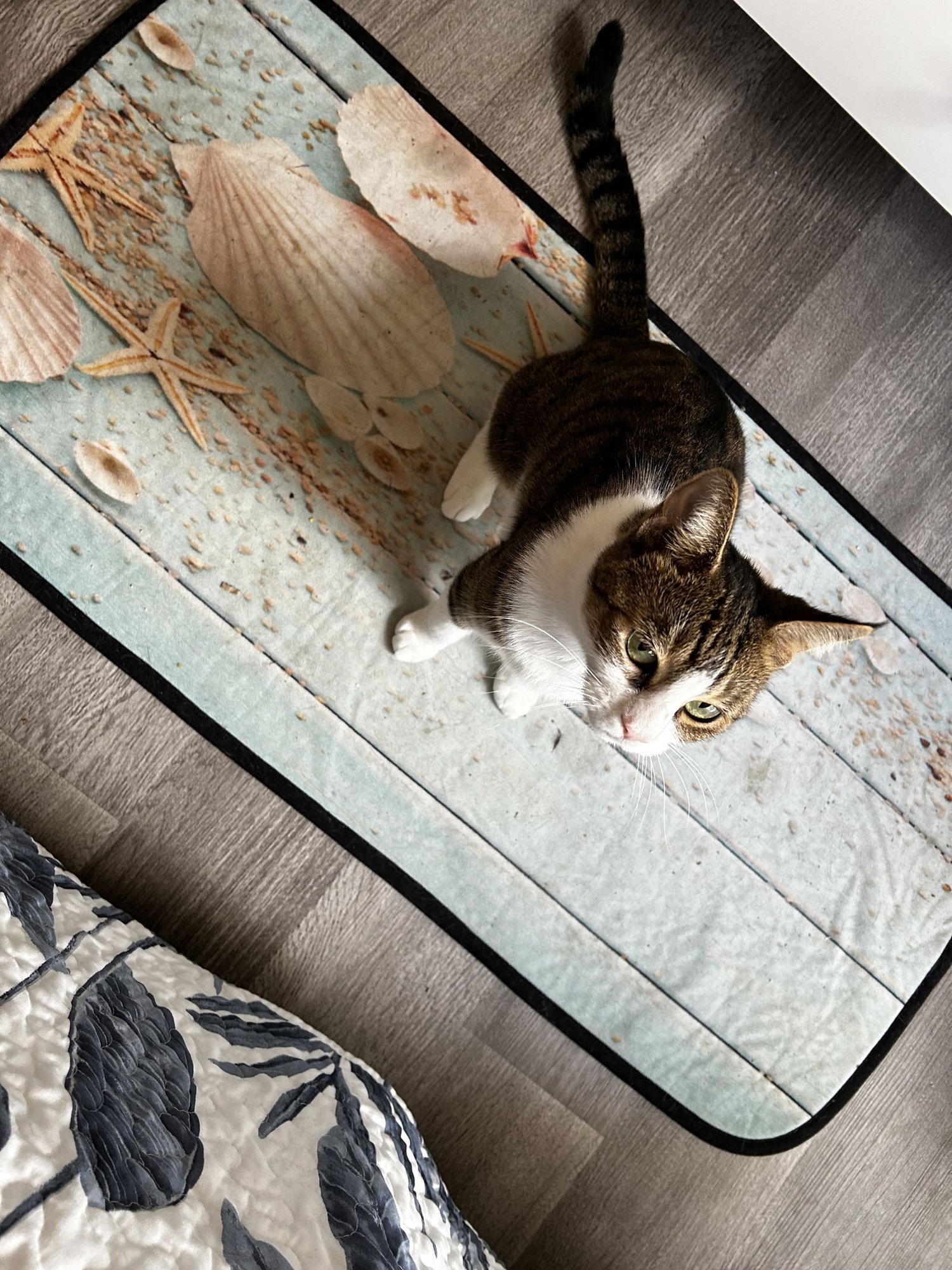 CHEWY - Domestic Short Hair available for adoption