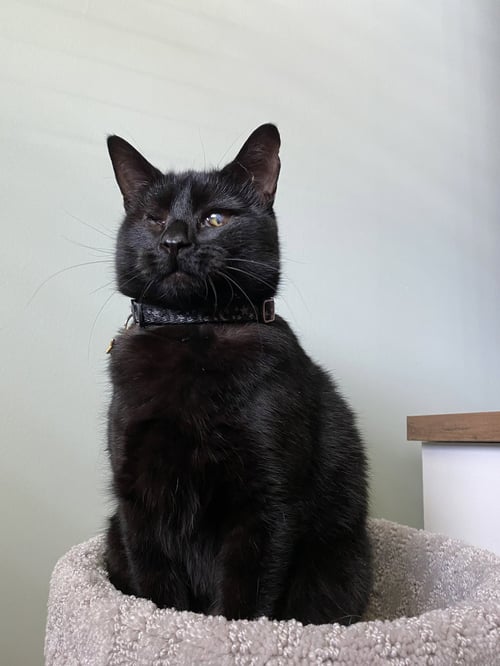LUCY - Domestic Short Hair available for adoption
