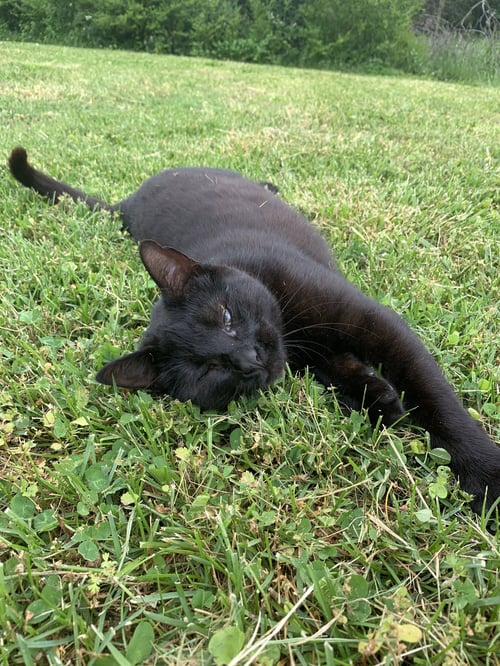 LUCY - Domestic Short Hair available for adoption