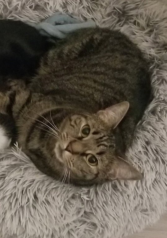 Vinette (Vinny) Image