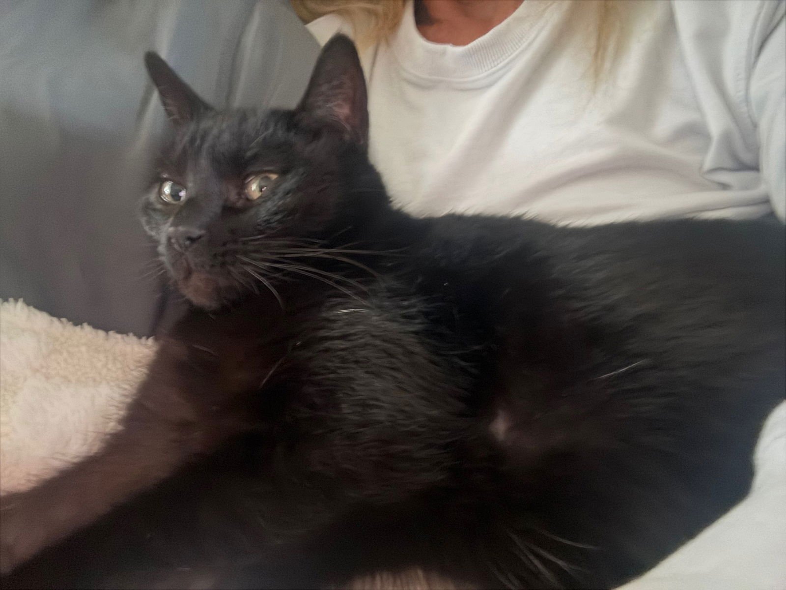 BABY - Domestic Short Hair available for adoption