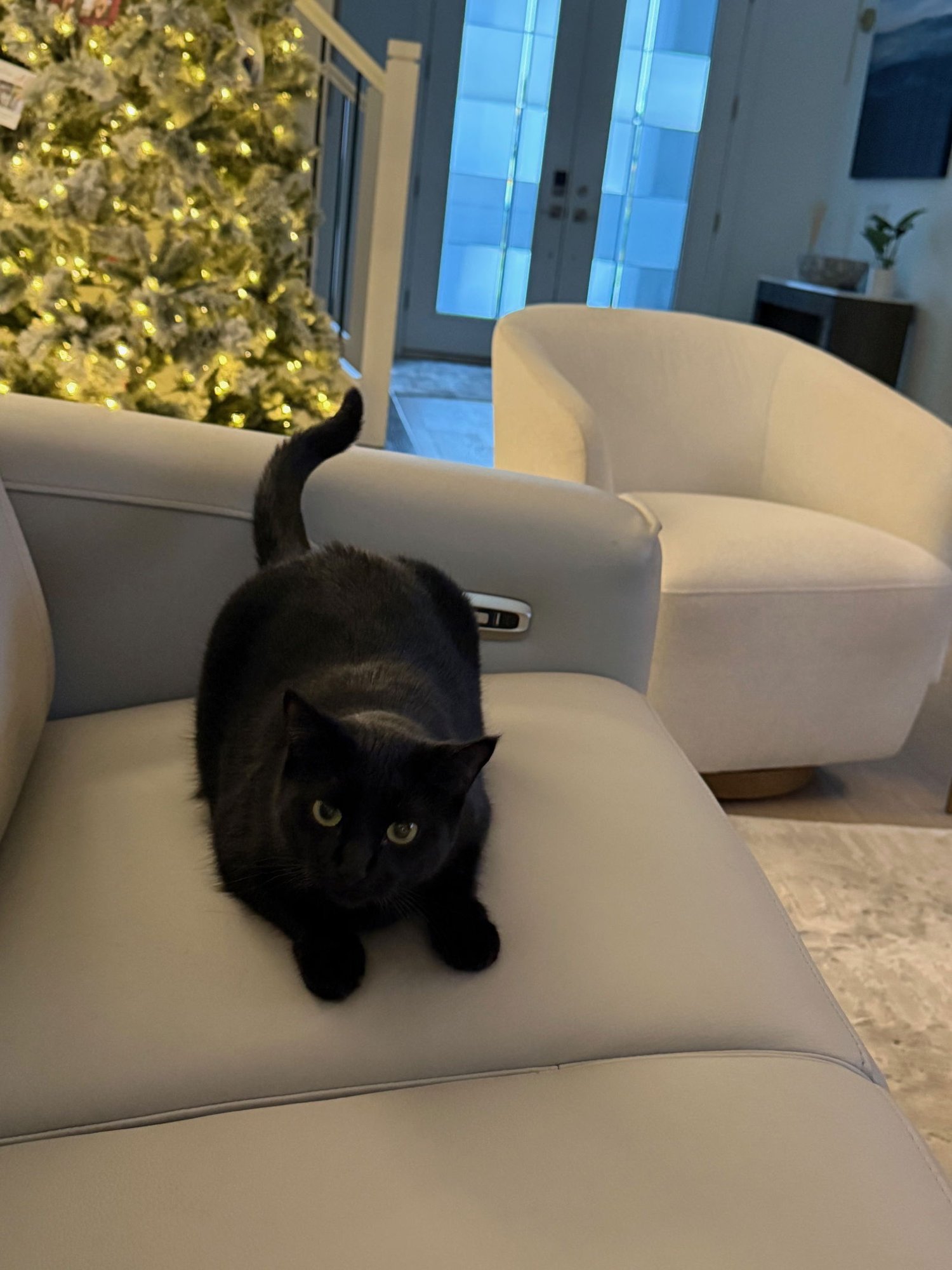 BABY - Domestic Short Hair available for adoption