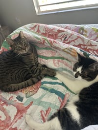 BONDED PAIR: Pooky & Jasper - Photo 1