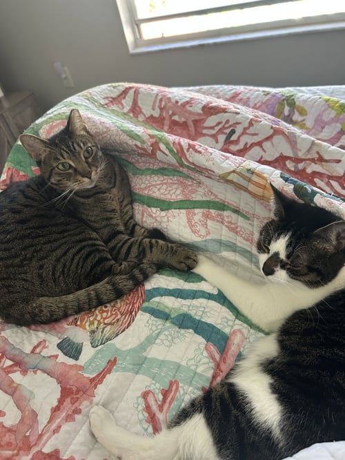 BONDED PAIR: POOKY & JASPER - Domestic Short Hair available for adoption