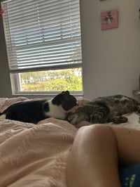 BONDED PAIR: Pooky & Jasper - Photo 2