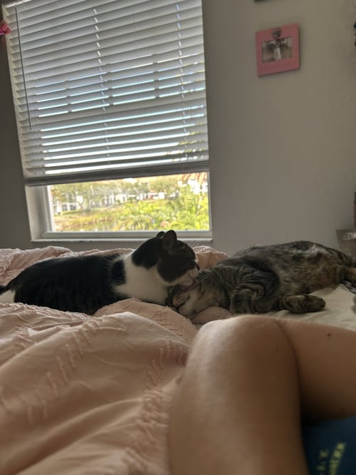 BONDED PAIR: POOKY & JASPER - Domestic Short Hair available for adoption
