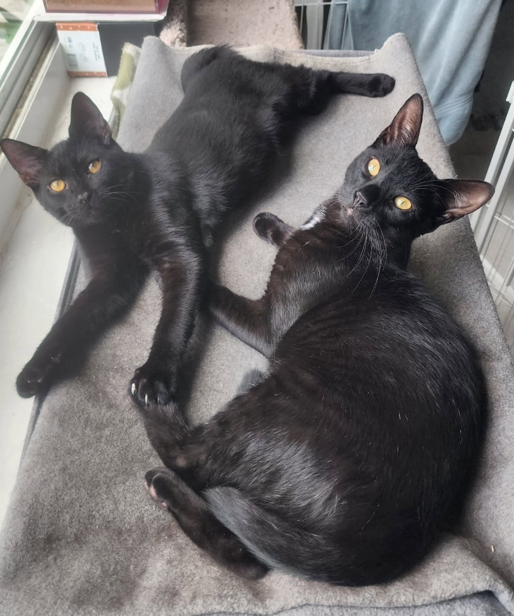 BONDED PAIR: SALEM & SPIRIT - Domestic Short Hair available for adoption