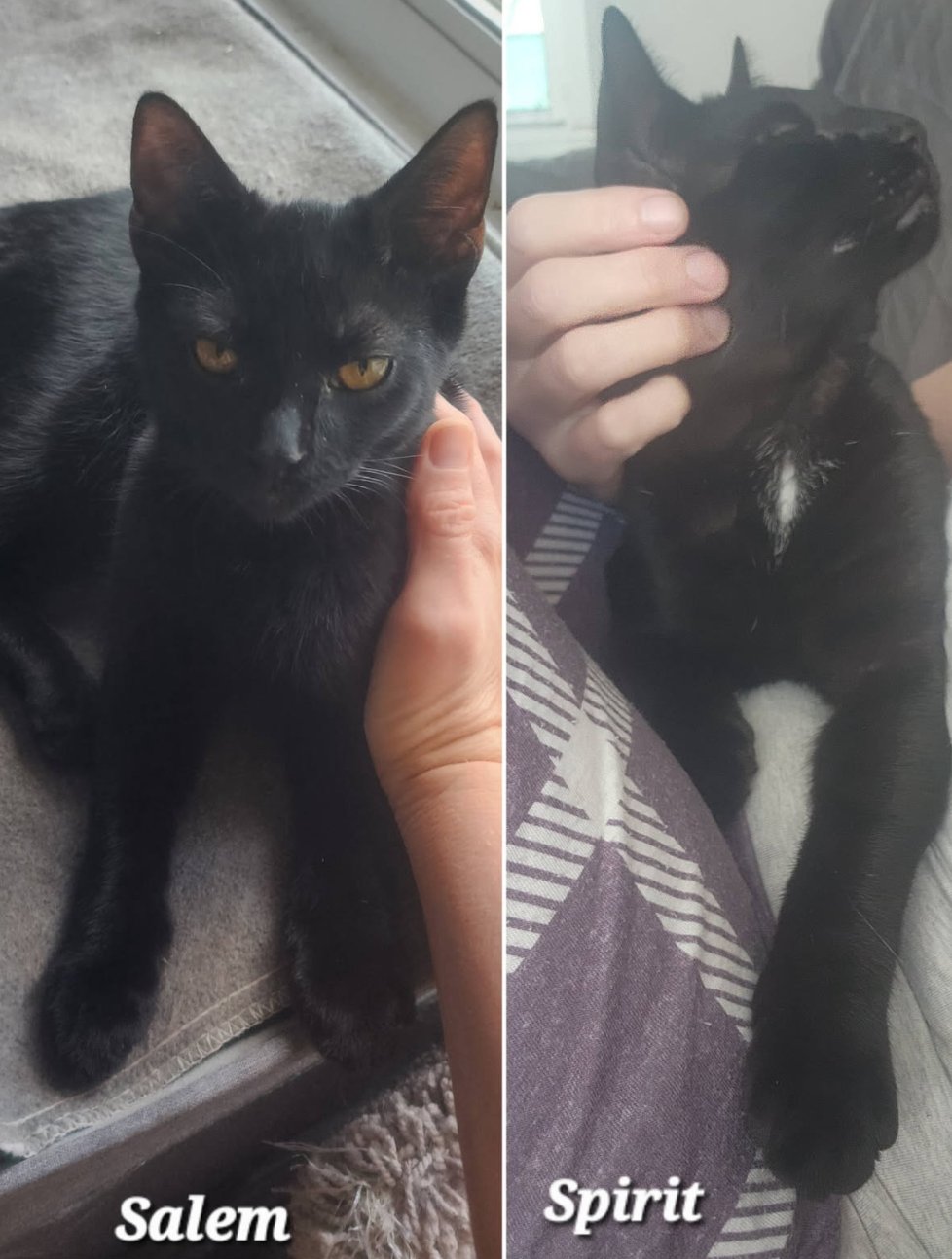 BONDED PAIR: SALEM & SPIRIT - Domestic Short Hair available for adoption