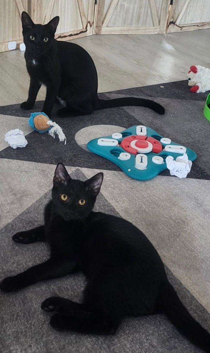 BONDED PAIR: Salem & Spirit - Photo 4