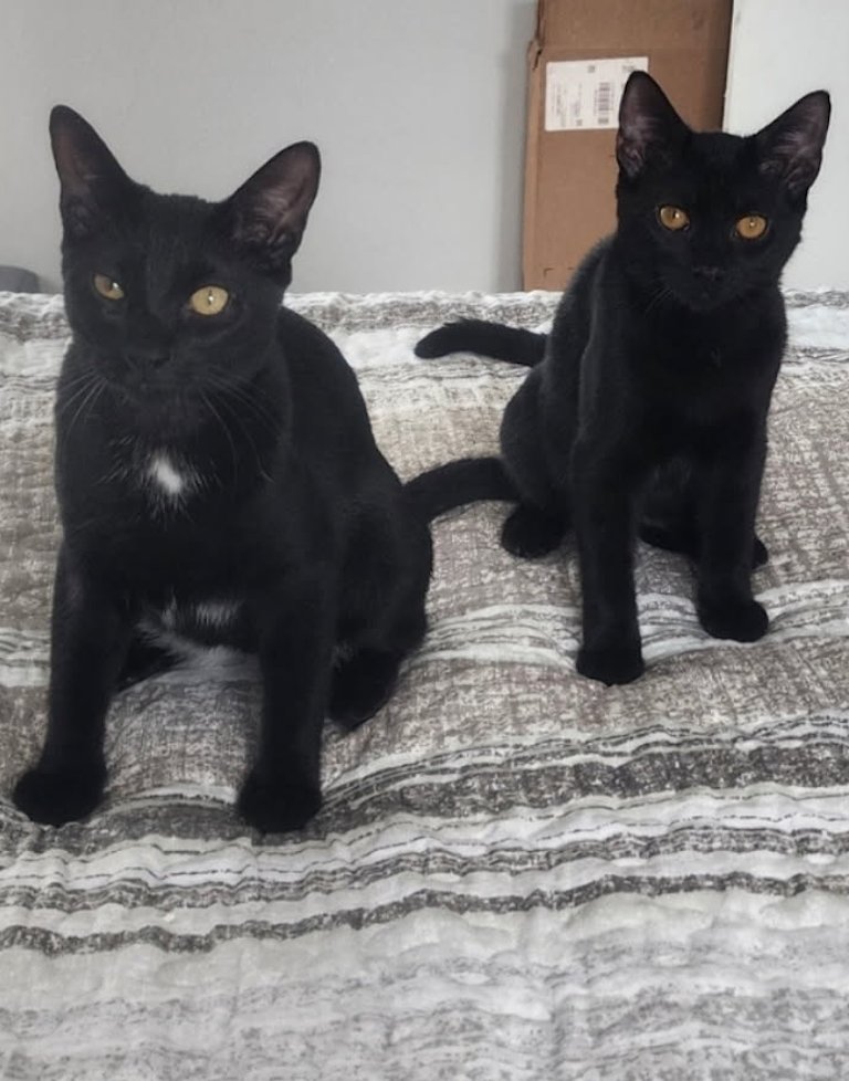 BONDED PAIR: Salem & Spirit - Photo 5