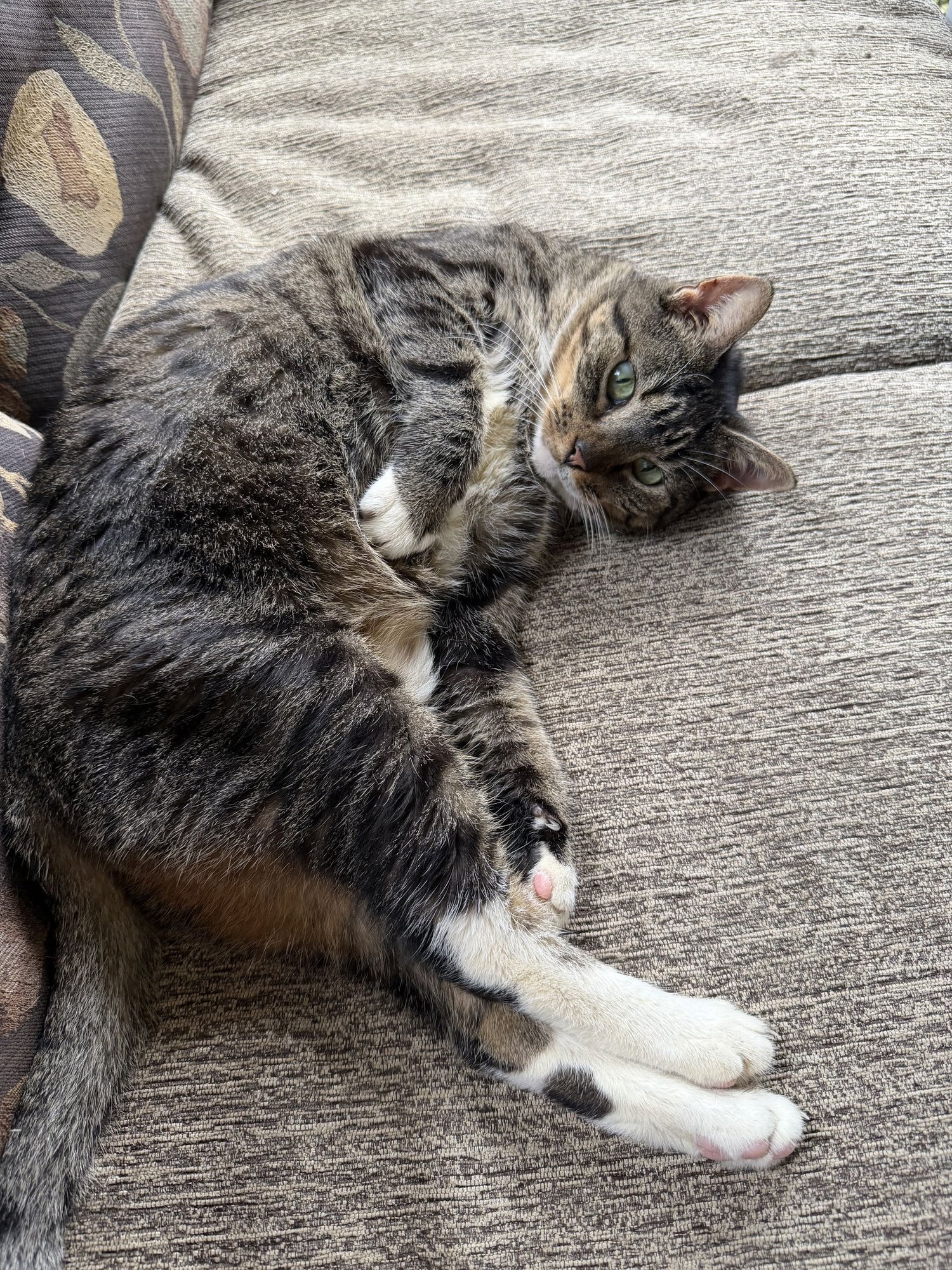 SMOKEY - Tabby available for adoption