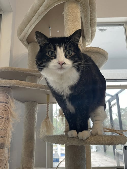 BONNIE - Domestic Long Hair available for adoption