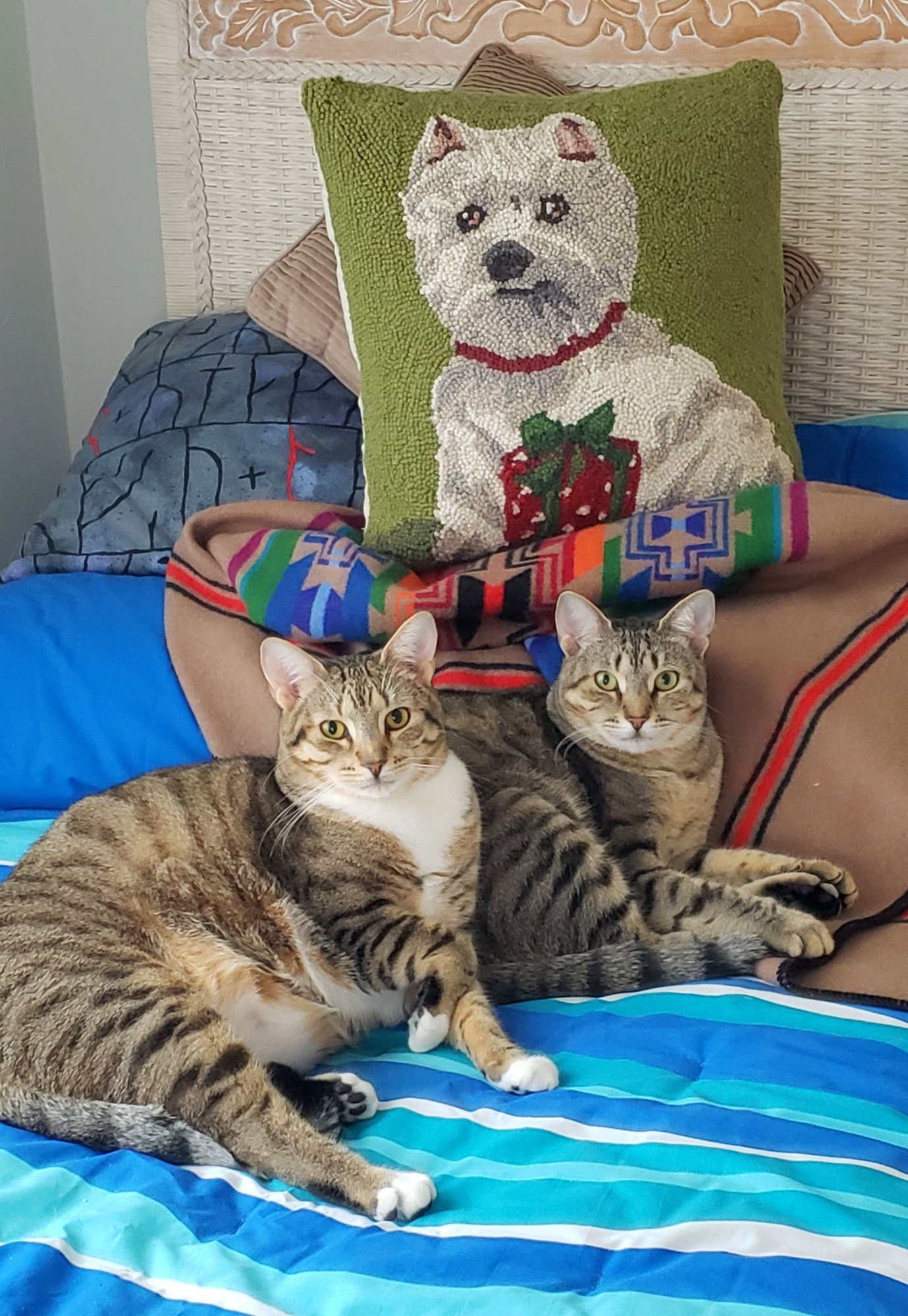 BONDED PAIR: BELLA & LOLA - Tabby available for adoption