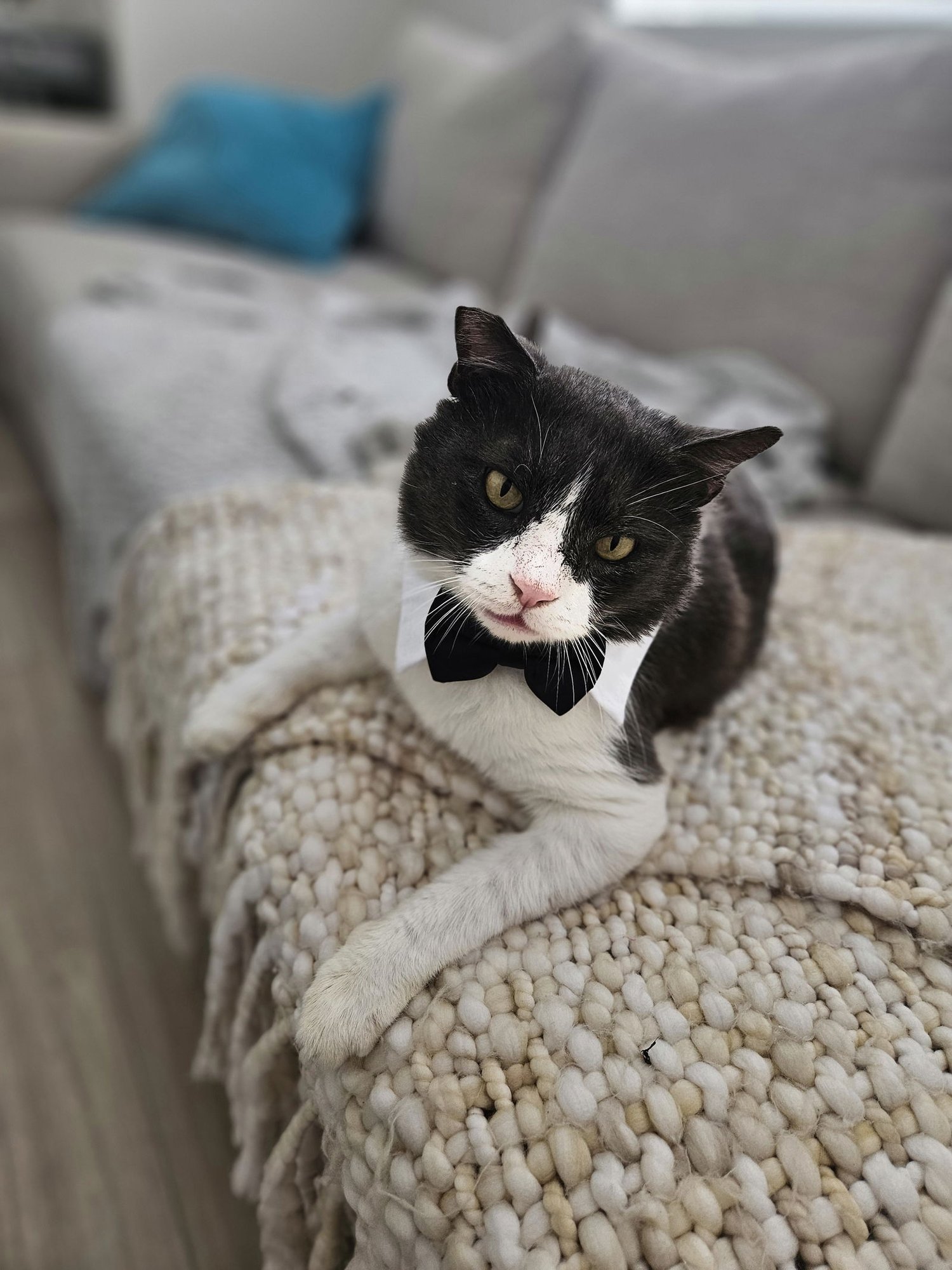 TOMMY - Domestic Short Hair available for adoption