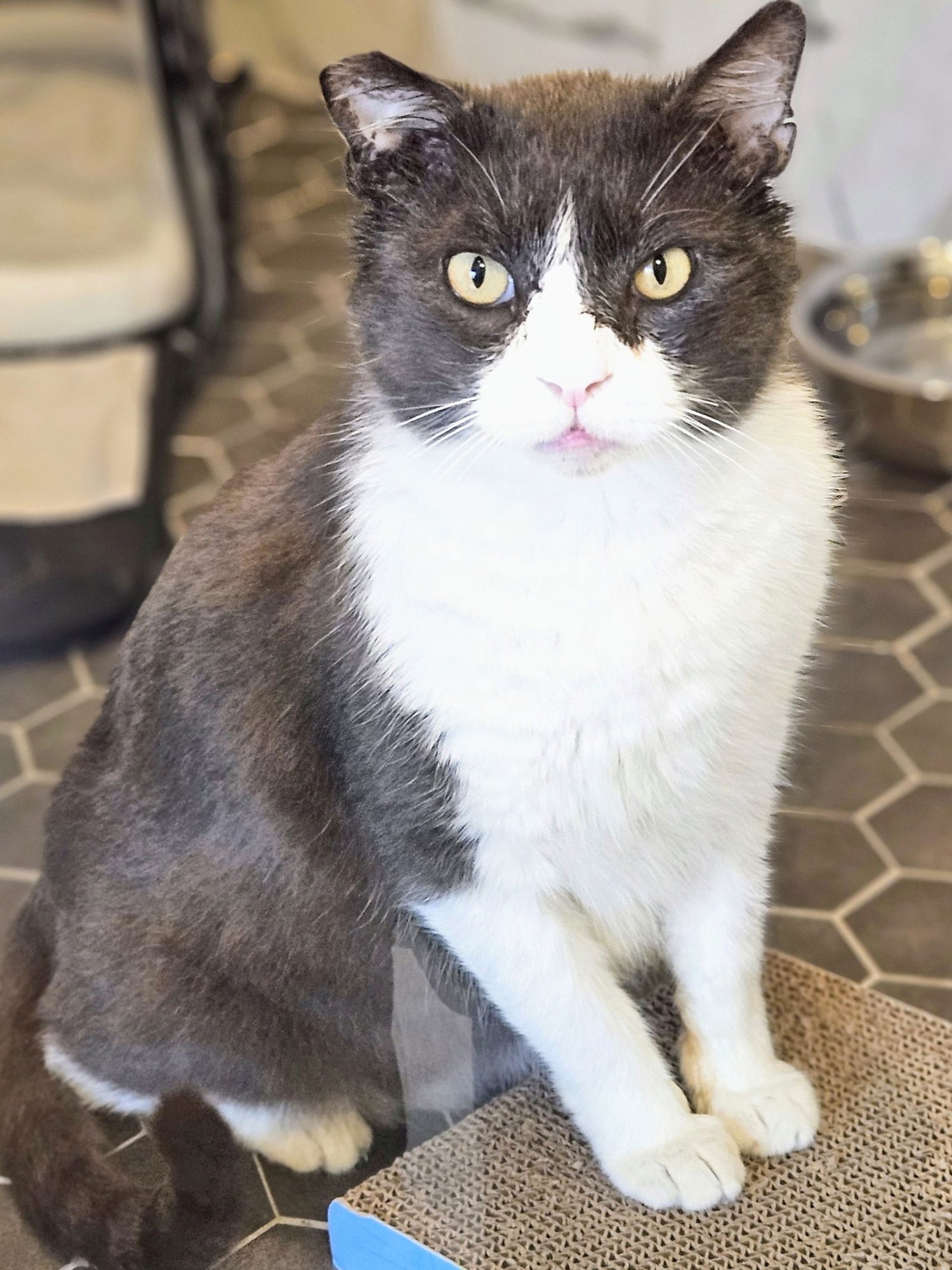 TOMMY - Domestic Short Hair available for adoption