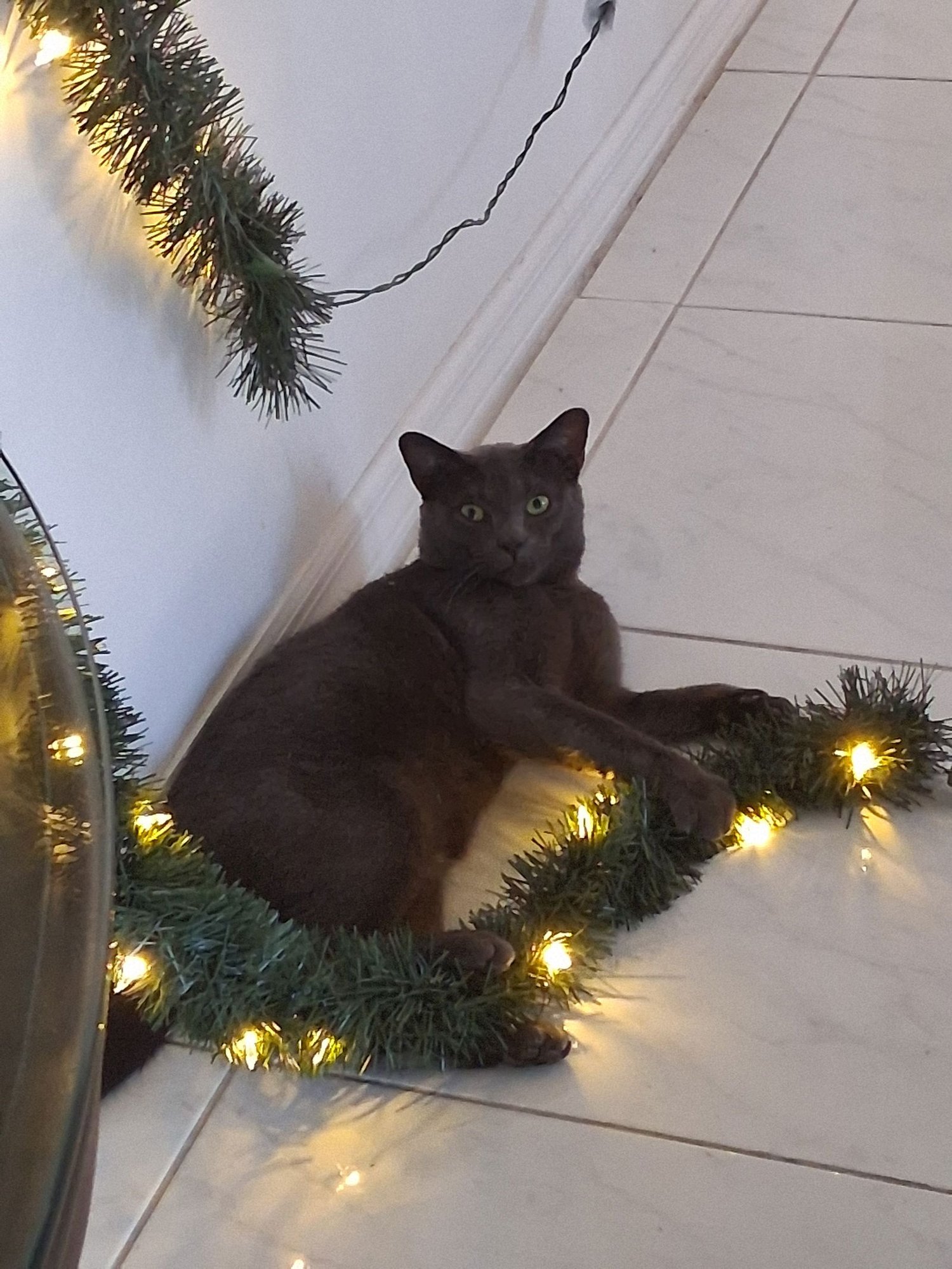BUDDY - Domestic Short Hair available for adoption