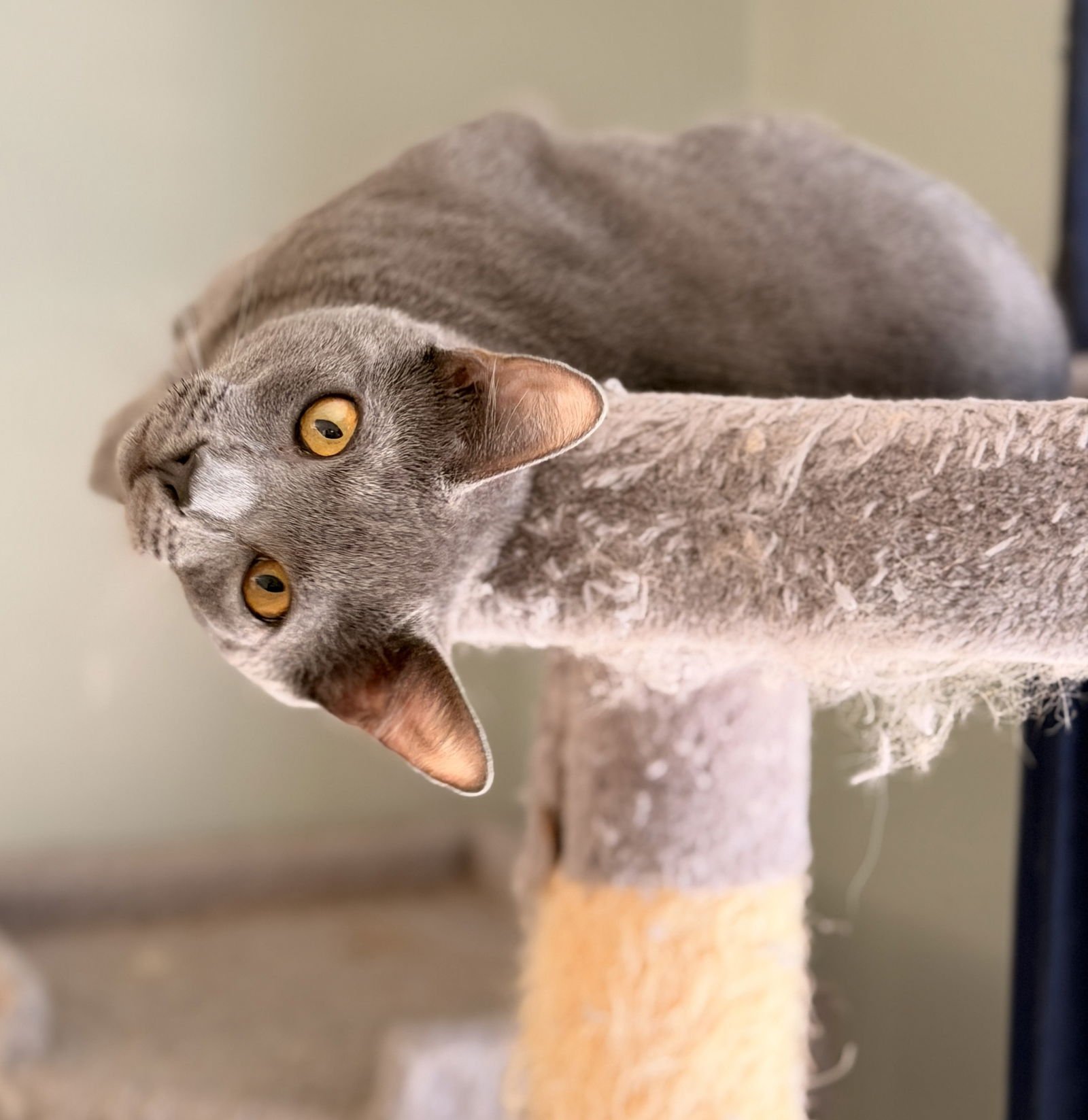 BOWSER *BONDED* WITH ZELDA - Domestic Short Hair available for adoption